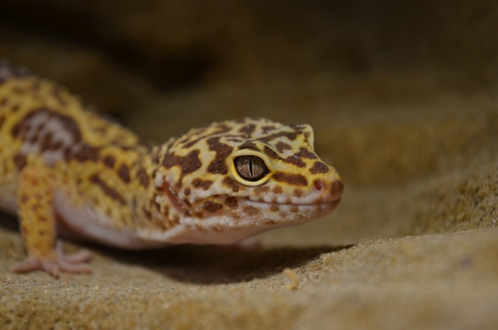 gecko, terrarium, reptiles-6238472.jpg